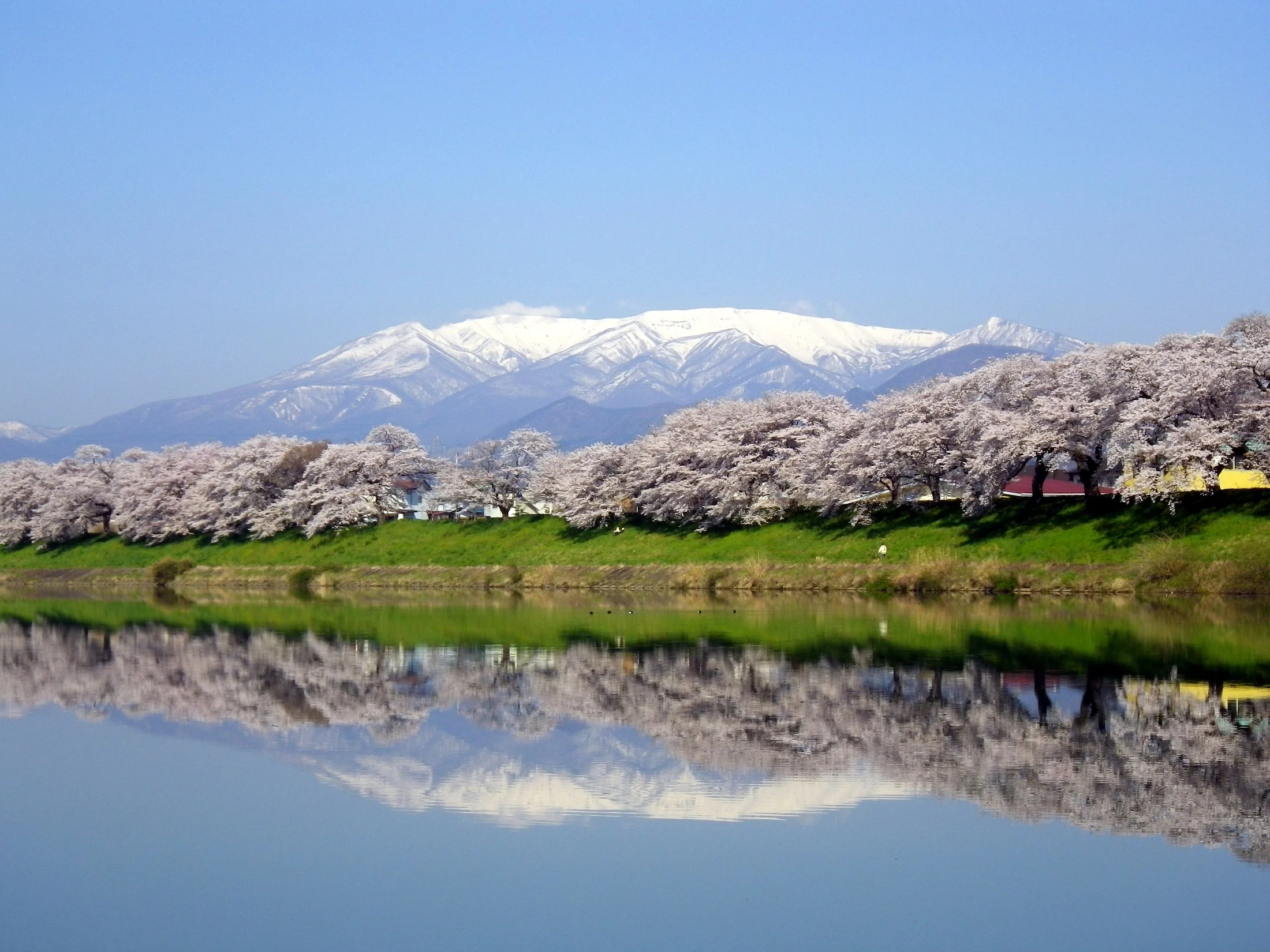 白石川の水面に映る桜並木と残雪の蔵王連峰