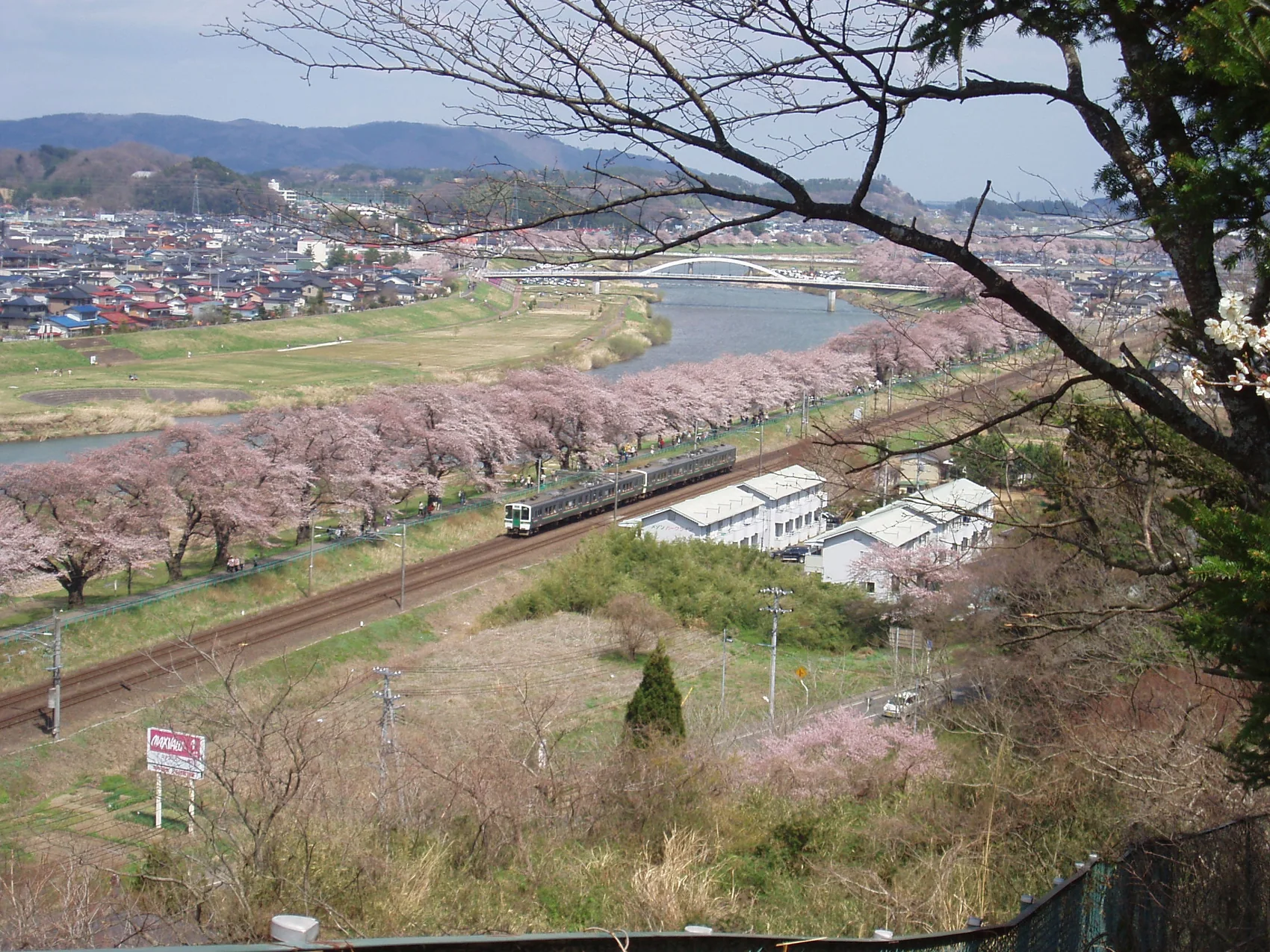 船岡城址公園方面の高台から見下ろす白石川の桜並木と列車
