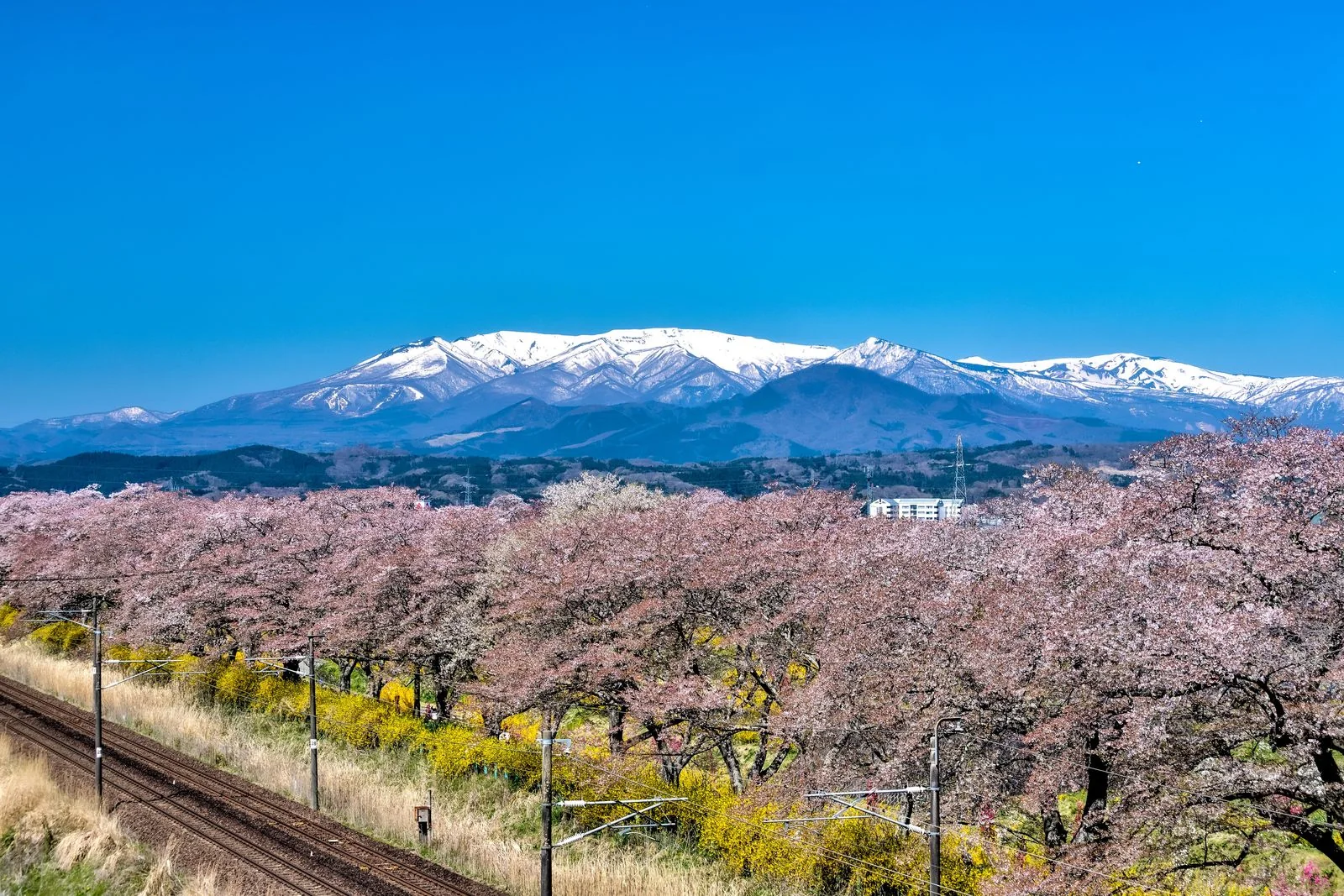白石川沿いの桜並木と鉄道