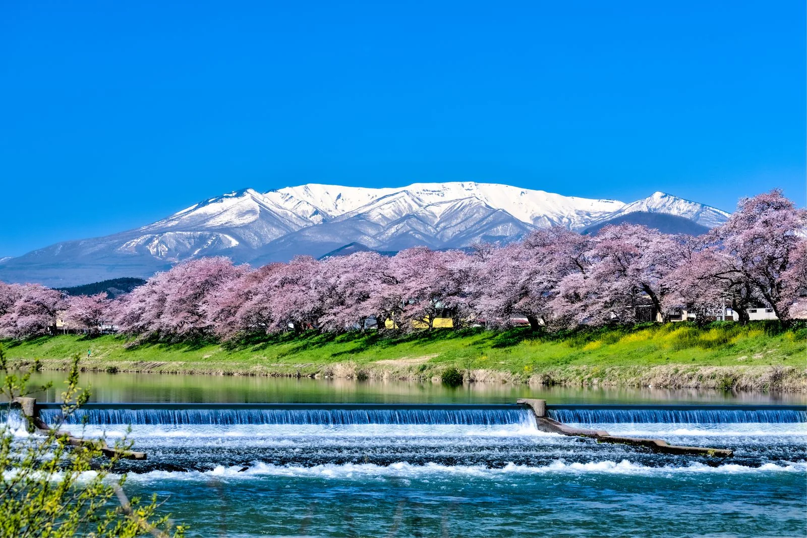 白石川の堰と桜並木、遠景の蔵王連峰